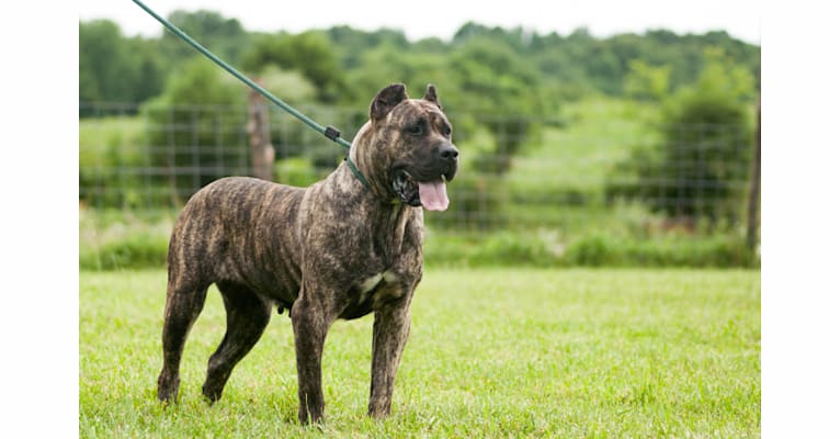 Konga, a Perro de Presa Canario tested with EmbarkVet.com