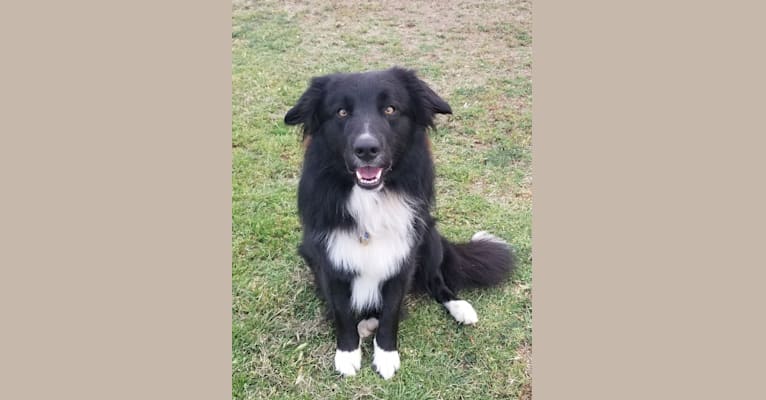 Tango, an English Shepherd tested with EmbarkVet.com