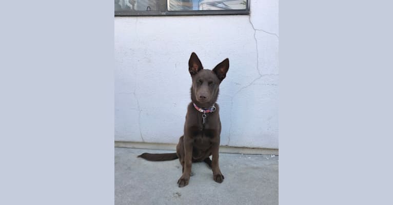 Hennessy, a Siberian Husky and Weimaraner mix tested with EmbarkVet.com