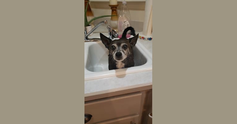 Photo of Boo, a Chihuahua, Pomeranian, Miniature Pinscher, and Mixed mix in Caldwell, Idaho, USA