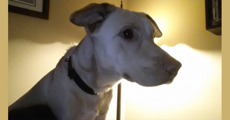 Sid, a Labrador Retriever and German Shepherd Dog mix tested with EmbarkVet.com