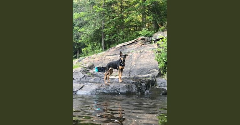 Sky, a Doberman Pinscher and German Shepherd Dog mix tested with EmbarkVet.com