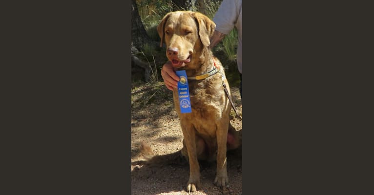 Gomer, a Chesapeake Bay Retriever tested with EmbarkVet.com