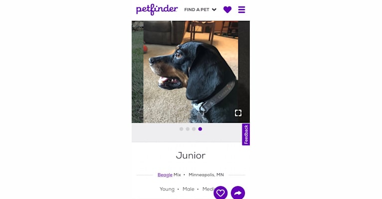 Junior, a Beagle tested with EmbarkVet.com