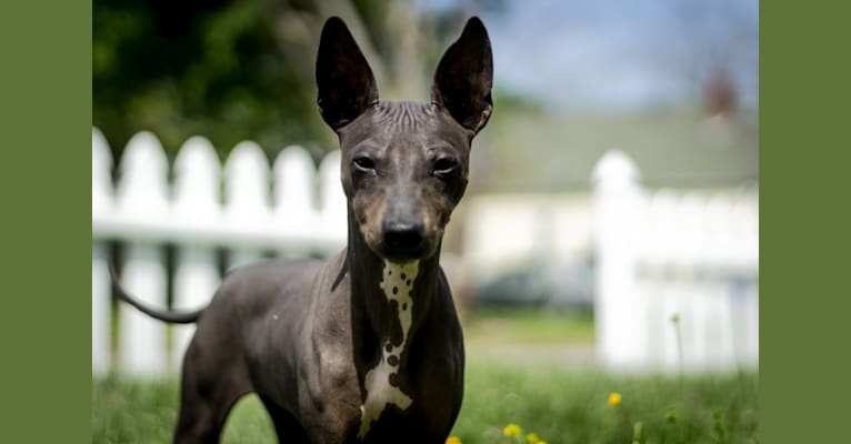 Siren, an American Hairless Terrier tested with EmbarkVet.com