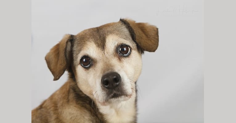 Cocoa Rae Bean, a Rat Terrier and American Pit Bull Terrier mix tested with EmbarkVet.com