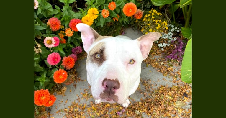 Photo of Archie, an American Pit Bull Terrier and American Staffordshire Terrier mix in Salt Lake City, Utah, USA