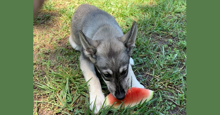 KAI, a Siberian Husky and Alaskan Malamute mix tested with EmbarkVet.com