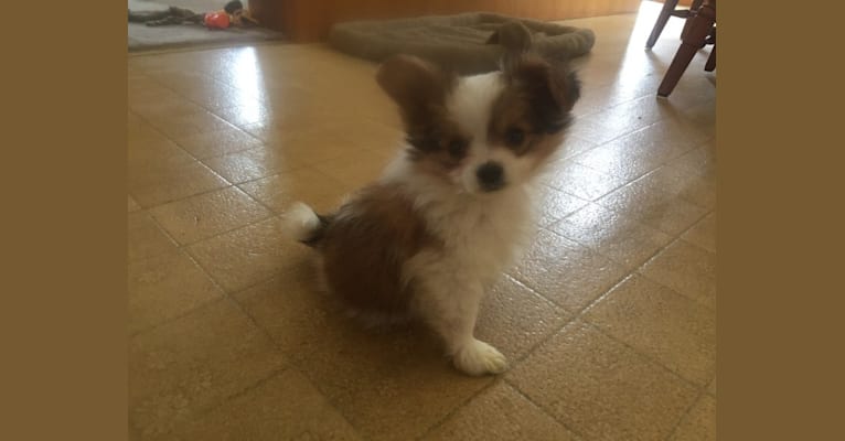 JayJay -  DESTROYER OF WORLDS!!, a Papillon tested with EmbarkVet.com