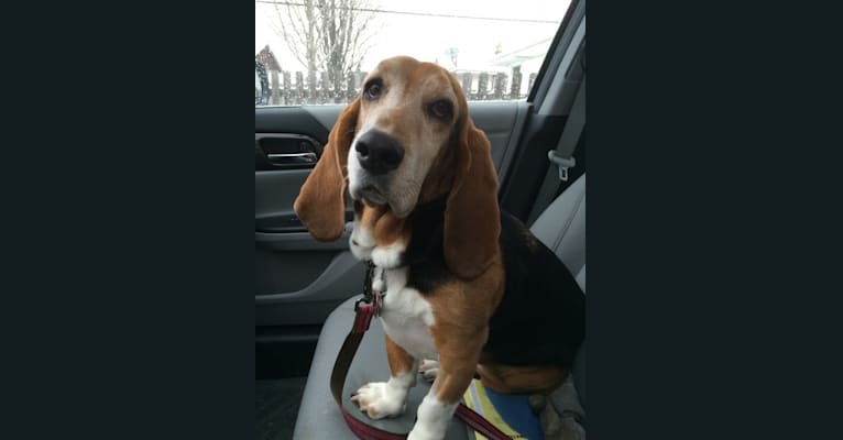 Daisy, a Basset Hound tested with EmbarkVet.com