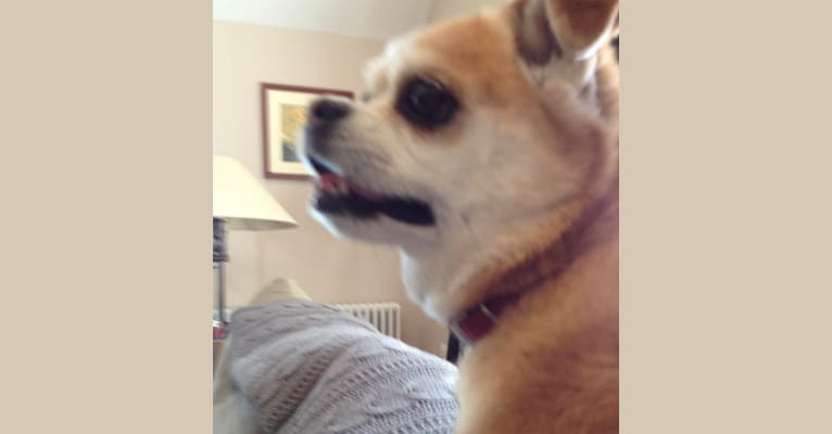 Jiminy, a Chihuahua and Pomeranian mix tested with EmbarkVet.com