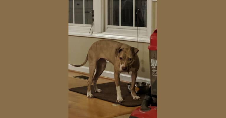 Annie, an American Pit Bull Terrier and American Bully mix tested with EmbarkVet.com