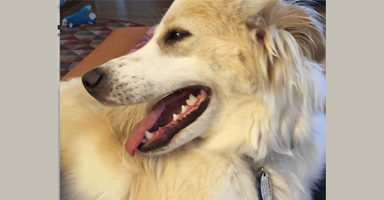 Frances, a Labrador Retriever and American Pit Bull Terrier mix tested with EmbarkVet.com