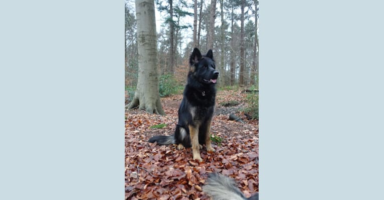 Jacobshoeves Belle-Quinn, a German Shepherd Dog tested with EmbarkVet.com