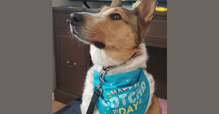 Zeke, an Australian Cattle Dog and Collie mix tested with EmbarkVet.com