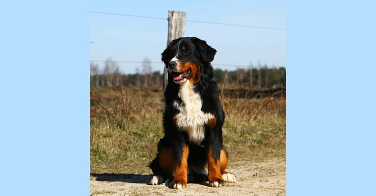 Lopez, a Bernese Mountain Dog tested with EmbarkVet.com