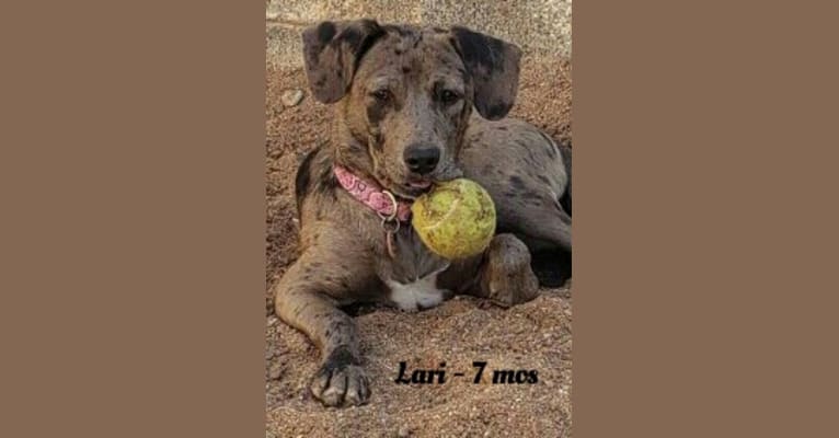 Photo of Lari, a Chihuahua, American Pit Bull Terrier, Dachshund, American Staffordshire Terrier, Chow Chow, and Mixed mix in Phoenix, Arizona, USA