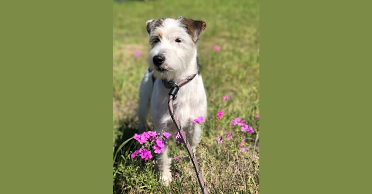 Photo of Ghost, a Russell-type Terrier  in Clearwater, Florida, USA