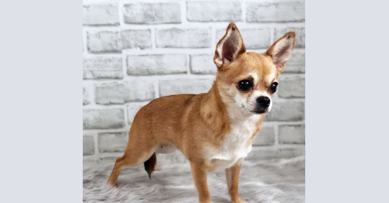 Photo of Maddy, a Chihuahua 