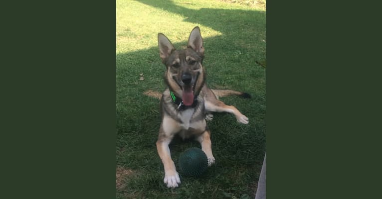 Embark Dog Dna Test Breed