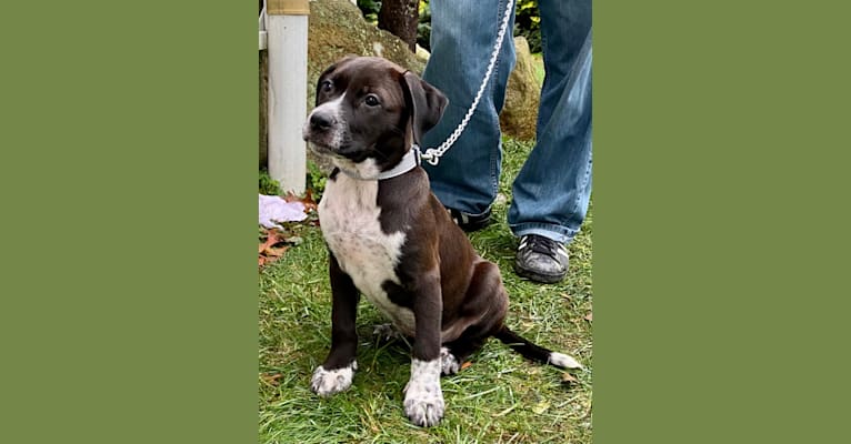 Tommy, a Boxer and American Pit Bull Terrier mix tested with EmbarkVet.com