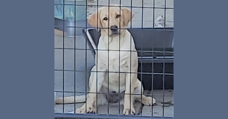 Hailee, a Labrador Retriever tested with EmbarkVet.com