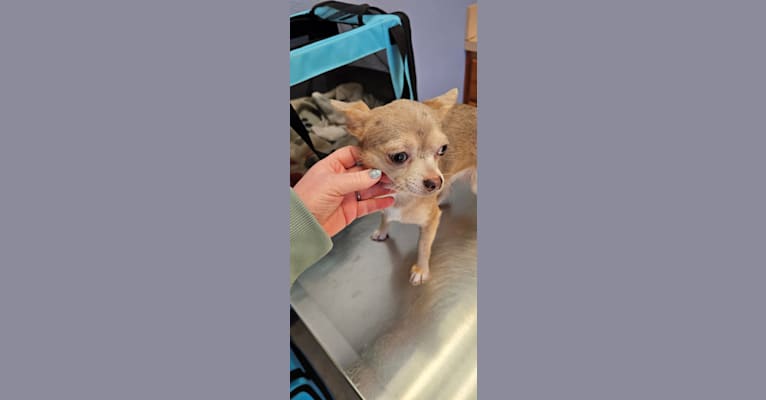 Piper, a Chihuahua tested with EmbarkVet.com