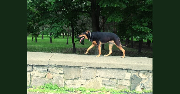 Photo of Sky, a Doberman Pinscher, German Shepherd Dog, and Rottweiler mix in Québec, Canada