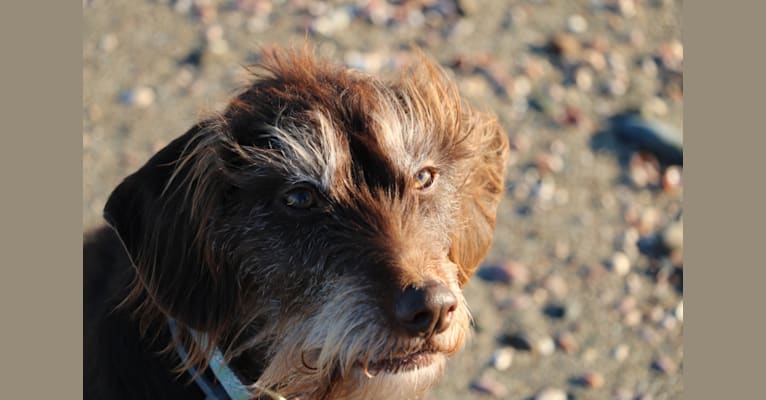 Maggie, a Beagle and Labrador Retriever mix tested with EmbarkVet.com