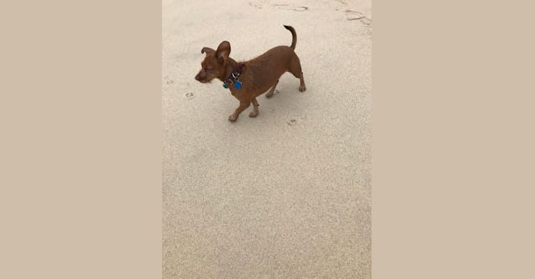 Scrappy, a Dachshund and Yorkshire Terrier mix tested with EmbarkVet.com