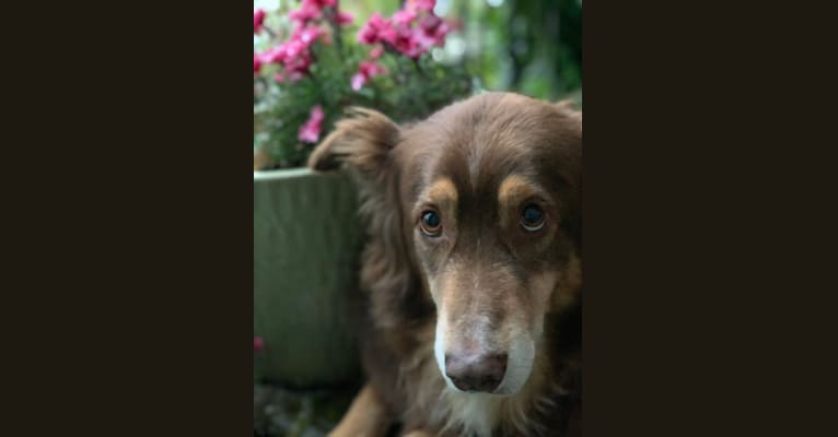 Rosie O'Doggell, an Australian Shepherd and German Shepherd Dog mix tested with EmbarkVet.com