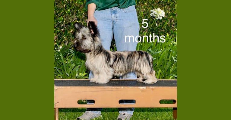 Willow, a Skye Terrier tested with EmbarkVet.com