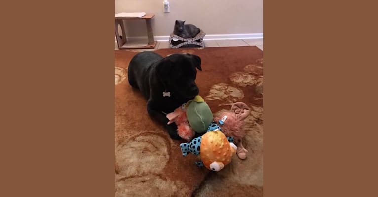 Ben, a Bulldog and Neapolitan Mastiff mix tested with EmbarkVet.com