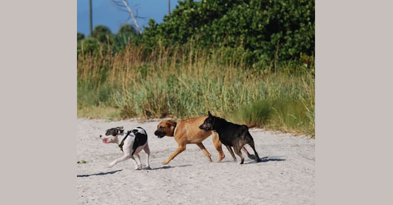 Cypress, an American Bully and American Pit Bull Terrier mix tested with EmbarkVet.com