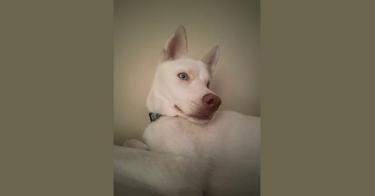 Chance, a Siberian Husky tested with EmbarkVet.com