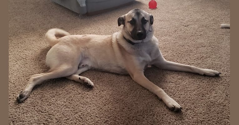 Great pyrenees cur mix shop