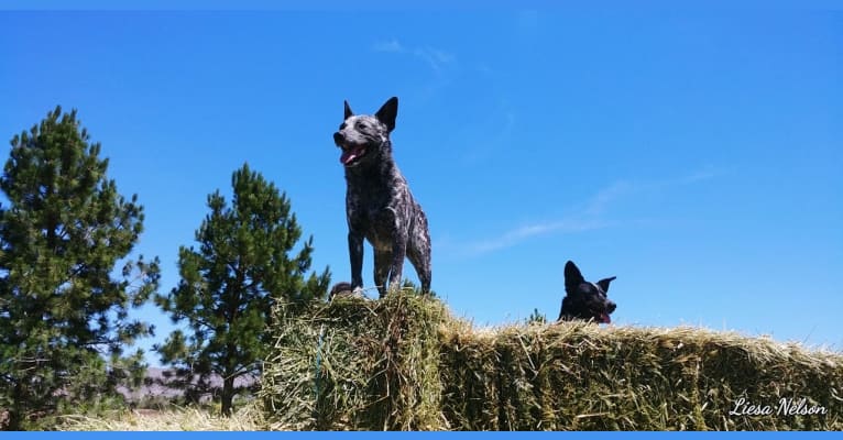 Photo of Zip, an Australian Cattle Dog  in Idaho, USA