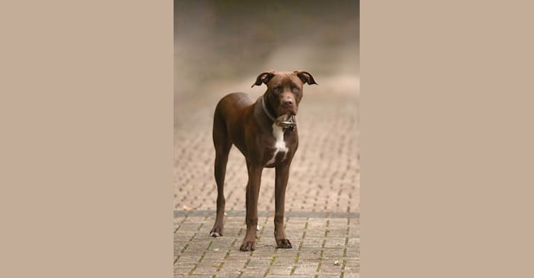 Photo of Miller, a Boxer, American Pit Bull Terrier, Labrador Retriever, and Mixed mix in Cairo, GA, USA