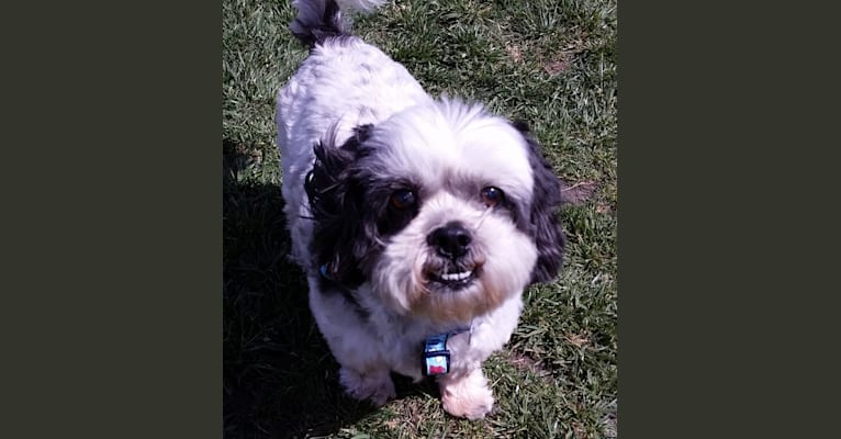 Riley, a Shih Tzu and Maltese mix tested with EmbarkVet.com