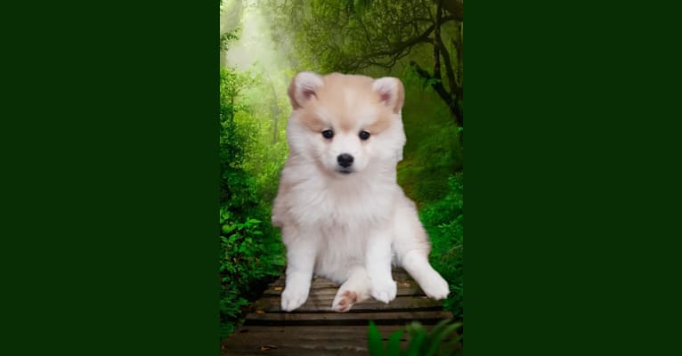 Pomsky Bandits'  Starlight Shaila, a Pomeranian and American Eskimo Dog mix tested with EmbarkVet.com