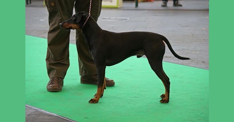 The Junior Katington, a Manchester Terrier (Standard) tested with EmbarkVet.com