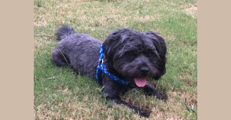Photo of Riley, a Cocker Spaniel, Shih Tzu, Poodle (Small), and German Shepherd Dog mix in Raleigh, North Carolina, USA
