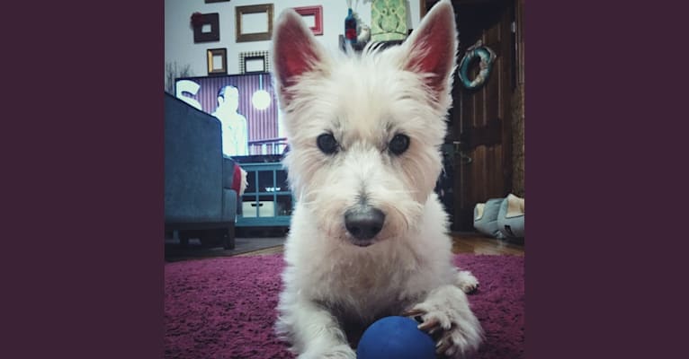 Photo of Macy Doom, a West Highland White Terrier  in Missouri, USA