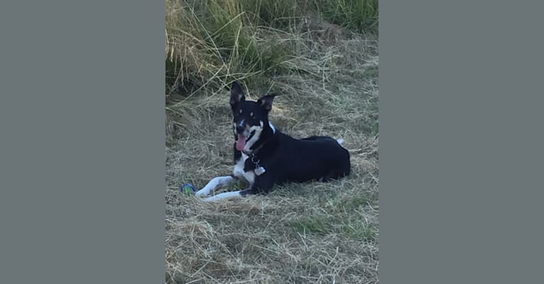 Ollie, a Border Collie tested with EmbarkVet.com