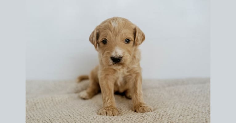 Chip, a Goldendoodle tested with EmbarkVet.com