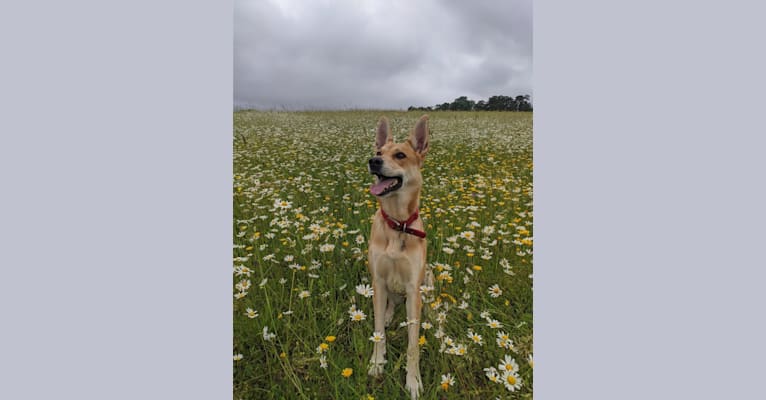 Photo of Jovie, a German Shepherd Dog, Bullmastiff, and Belgian Malinois mix in London, England, United Kingdom