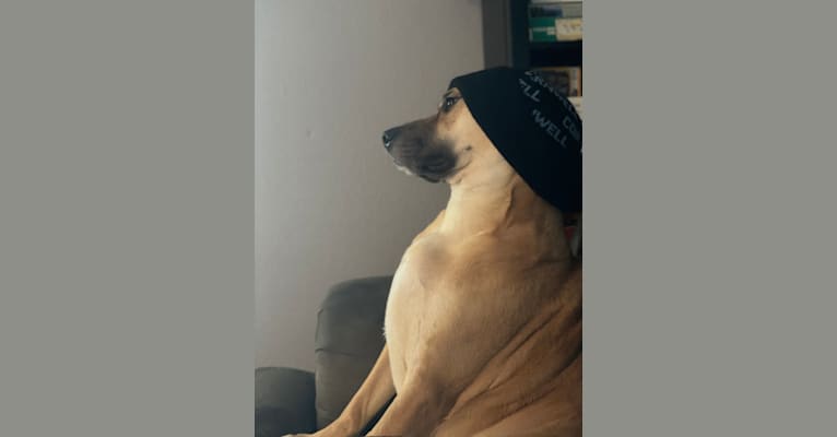 Obi, an Australian Cattle Dog and Boxer mix tested with EmbarkVet.com