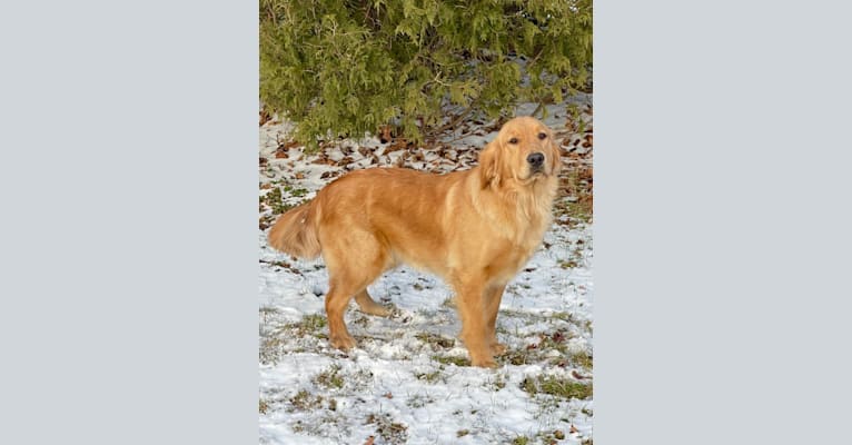 Reba, a Golden Retriever tested with EmbarkVet.com