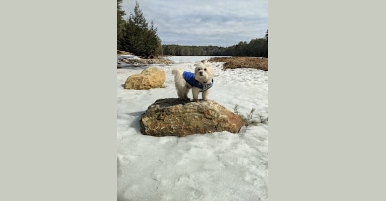 Bevins, a Bichon Frise and Miniature Schnauzer mix tested with EmbarkVet.com