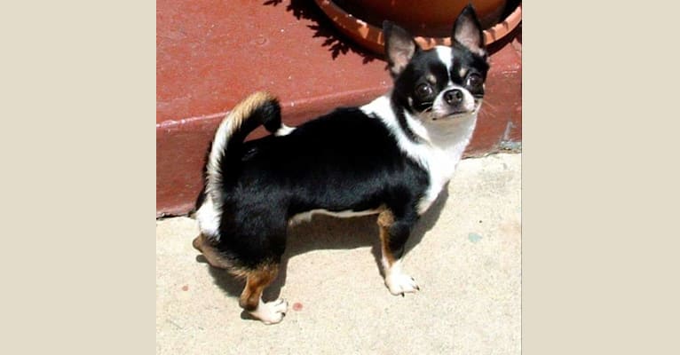 Tux, a Chihuahua tested with EmbarkVet.com